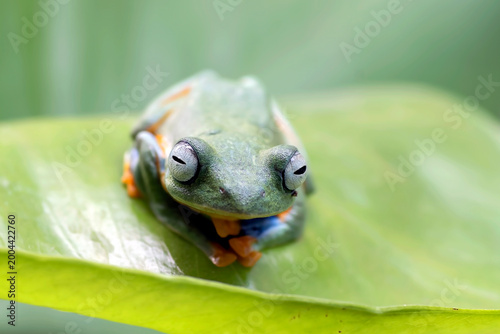 a black-webbed treefrog perched on a leaf