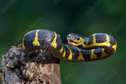 a Mangrove Snake is on a tree trunk