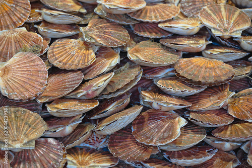 étal de coquilles saint jacques