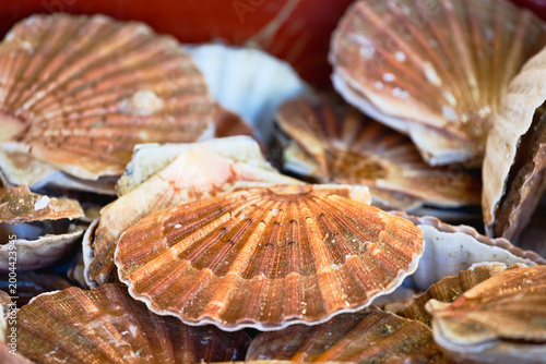 étal de coquilles saint jacques