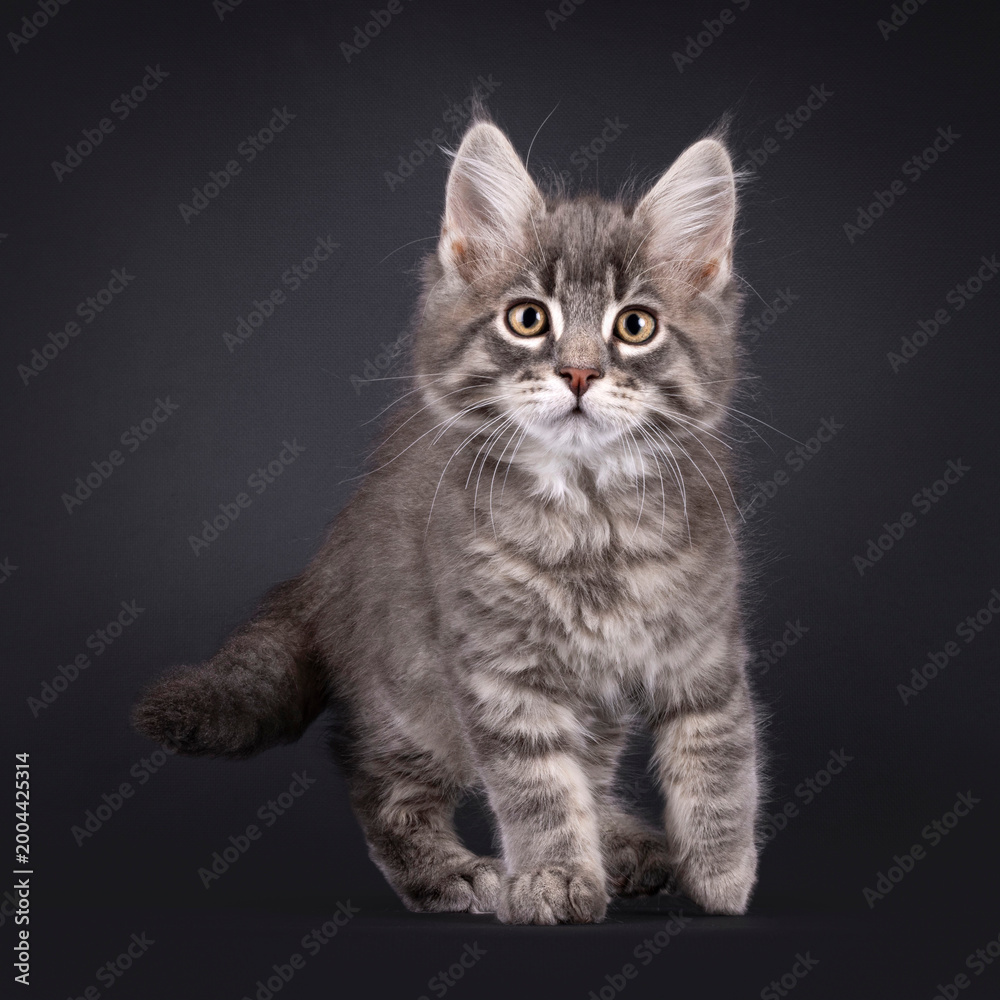 Fototapeta premium Expressive sweet Maine Coon cat kitten, walking towards camera. Looking straight into lens. Isolated on a black background.