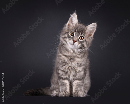Expressive sweet Maine Coon cat kitten, sitting up facing front. Looking straight into camera. Isolated on a black background.