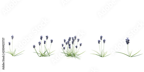Tableau sur toile Grape Hyacinth (Muscari) Flower Border with Small Purple Blooms Isolated on Transparent Background