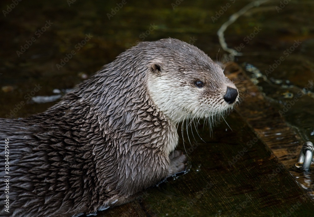 Fototapeta premium otter in the river