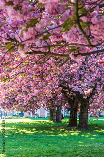 Rosa blühende Kirschblüten im Frühjahr vor dem Grassi Museum in Leipzig