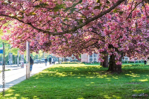 Rosa blühende Kirschblüten im Frühjahr vor dem Grassi Museum in Leipzig