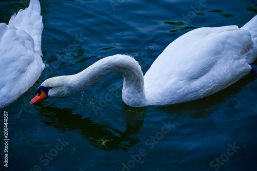 Canvas Print Close-up of white swan swimming in the water