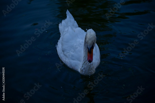 Photography Close-up of white swan swimming in the water