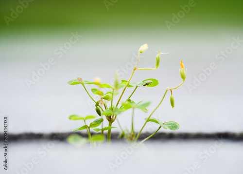 Canvas Print The vigorous wildflowers growing in the steps