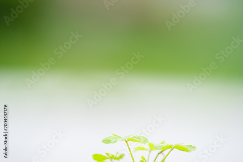 Photos The vigorous wildflowers growing in the steps