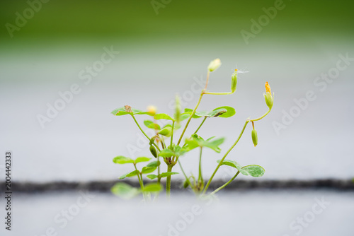 Fotografie The vigorous wildflowers growing in the steps