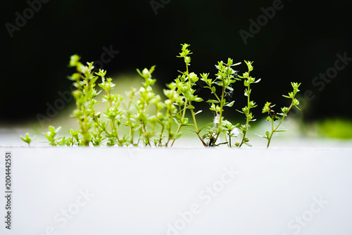 Quadro em tela The vigorous wildflowers growing in the steps