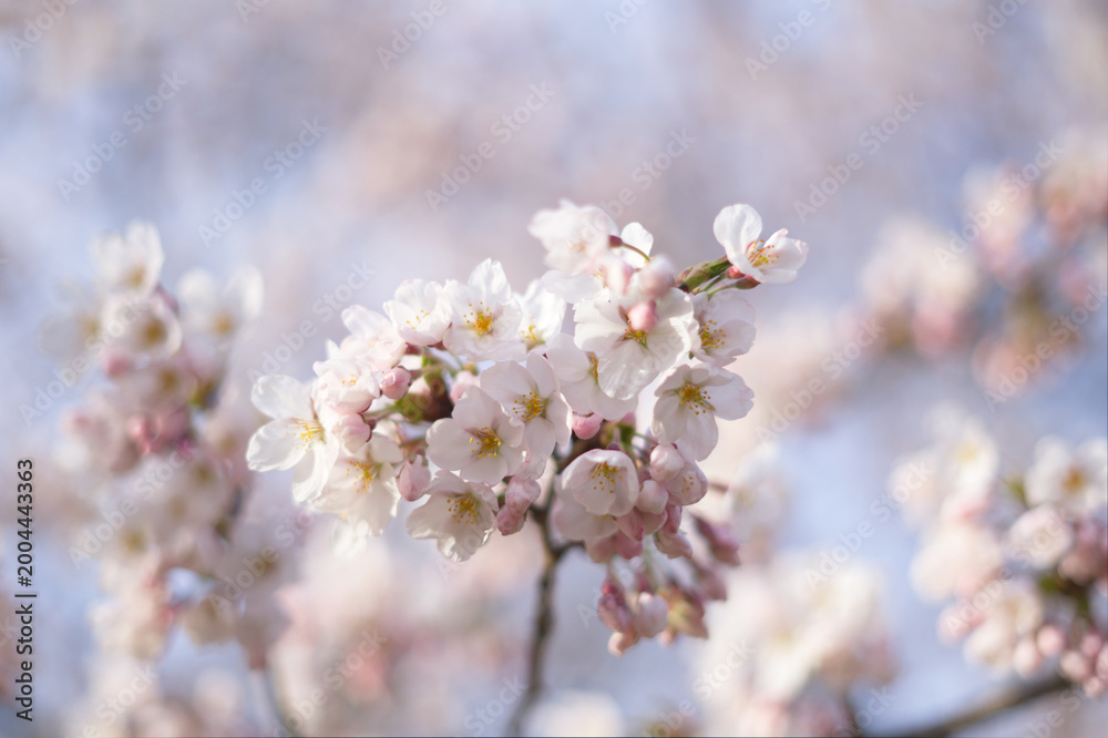 Fototapeta premium cherry blossom in spring at High Park