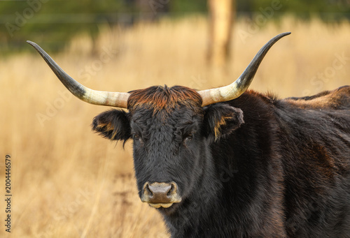 Foto wild tauros, aurochs-like cattle portrait