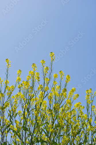 からし菜と青空