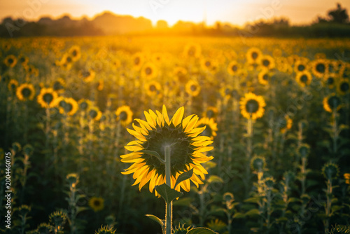 Wide sunflower field glowing under golden hour sunlight with one flower centered in focus. Soft bokeh background creates depth and warmth, symbolizing growth, abundance, and peaceful summer landscapes