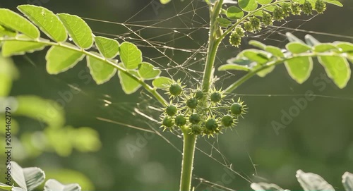 Close-up of dew-covered spider web among green leaves in sunlight