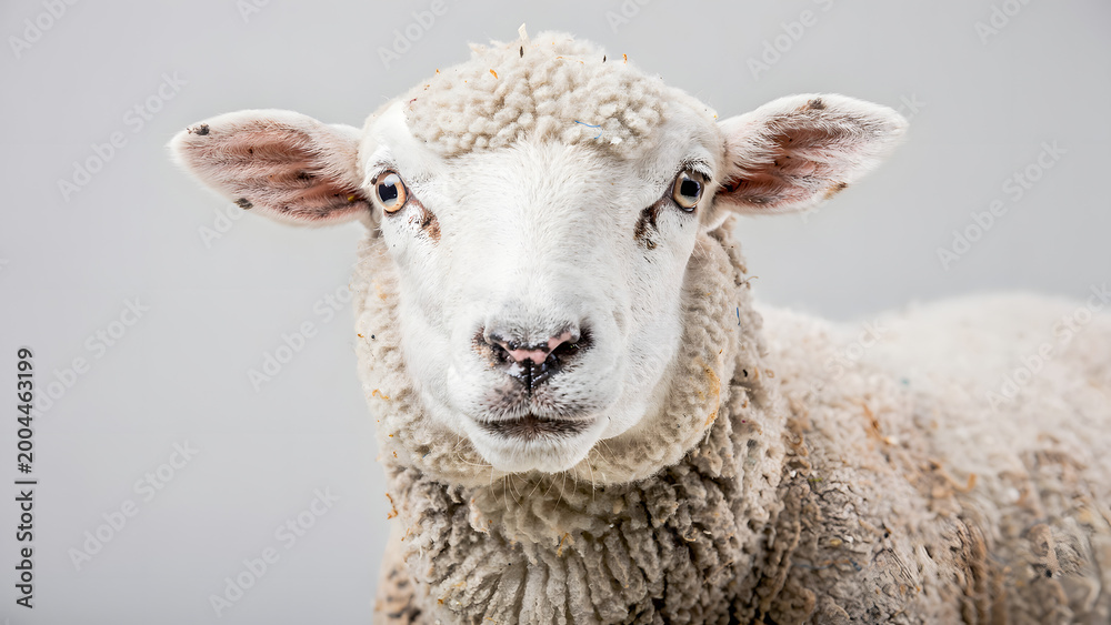 Obraz premium Sheep portrait with expressive face on neutral background