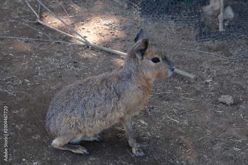 Quadro su tela Profile of a Patagonian Mara resting in its enclosure