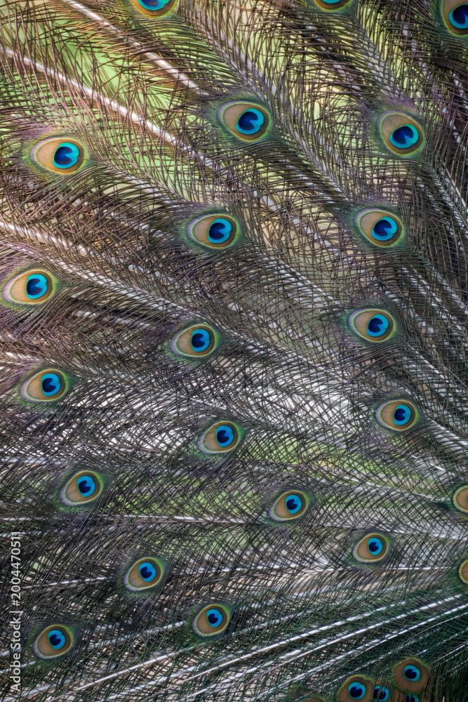 Obraz premium Close-up of the exotic peacock tail