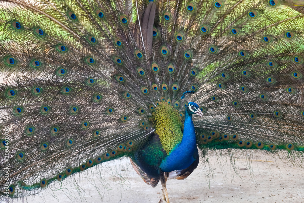 Obraz premium Majestic male peacock displaying its vibrant plumage