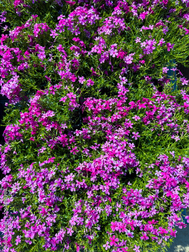 Obraz premium Blooming pink flowers cover a garden space in full sunlight during a warm spring day