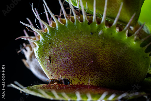 Fotografie Dionaea muscipula Venus flytrap open trap with ant prey, extreme macro close up