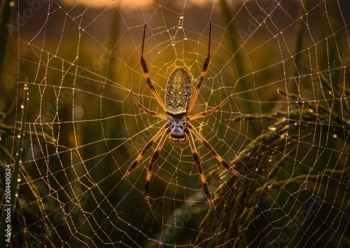 Large garden spider waiting in the center of a dew covered web during a golden sunrise