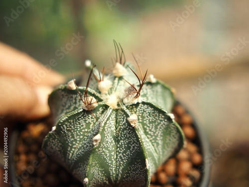 beautiful botanical shot, natural wallpape
