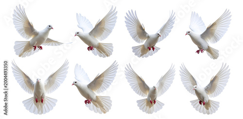 Foto white dove on white background