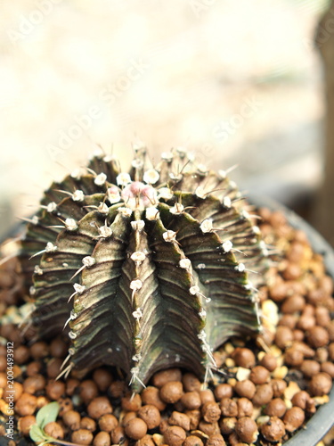 beautiful botanical shot, natural wallpape