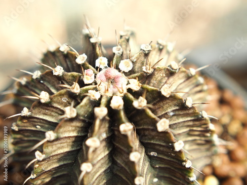 beautiful botanical shot, natural wallpape