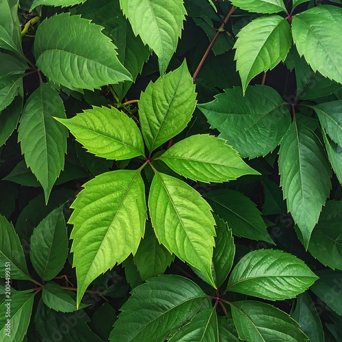 Lush green foliage (6)