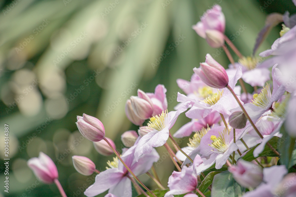 Fototapeta premium Delicate pink Clematis montana flowers in full bloom, covering a dense vine against a backdrop of green foliage. A close-up of the graceful petals