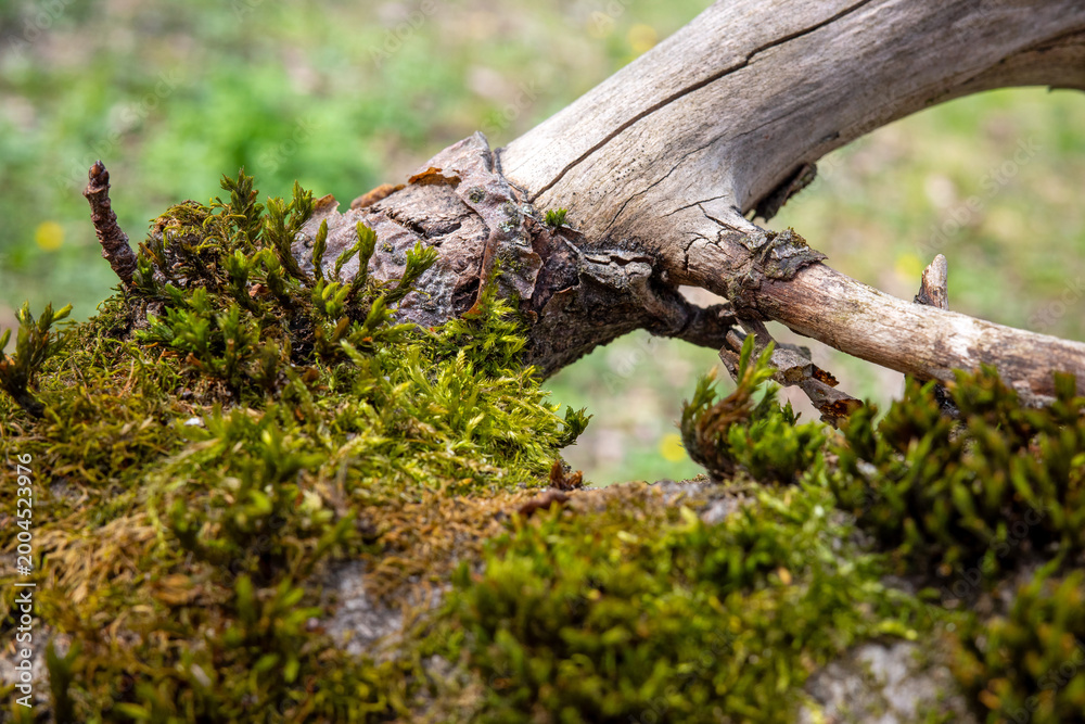 Fototapeta premium A close-up shot of vibrant green moss growing on a weathered, fallen tree branch in a sunlit forest, showcasing natural textures and organic decay.