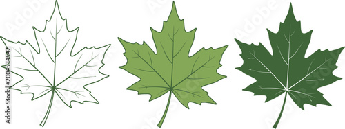 Foto Maple leaf variations sketch light green and dark green