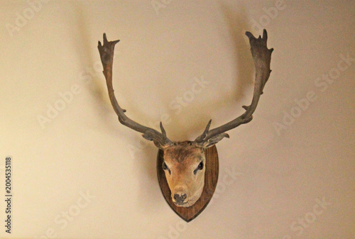 The Head and Antlers of a Trophy Deer Stag Animal.