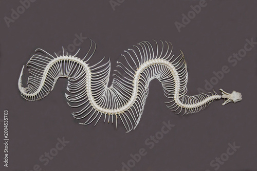 The skeleton of a Gabonese viper on a gray background.  Marine animals, reptiles, ecology.