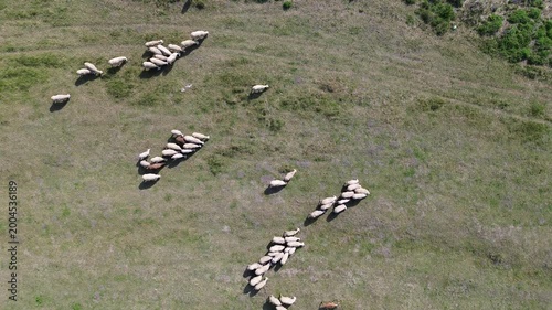 Natural field with free roaming sheep. Small herd without humans. Shot from above