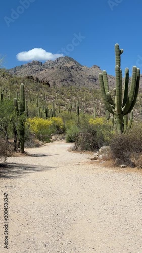 Desert landscape near Saguaro park in Arizona, desert landscape