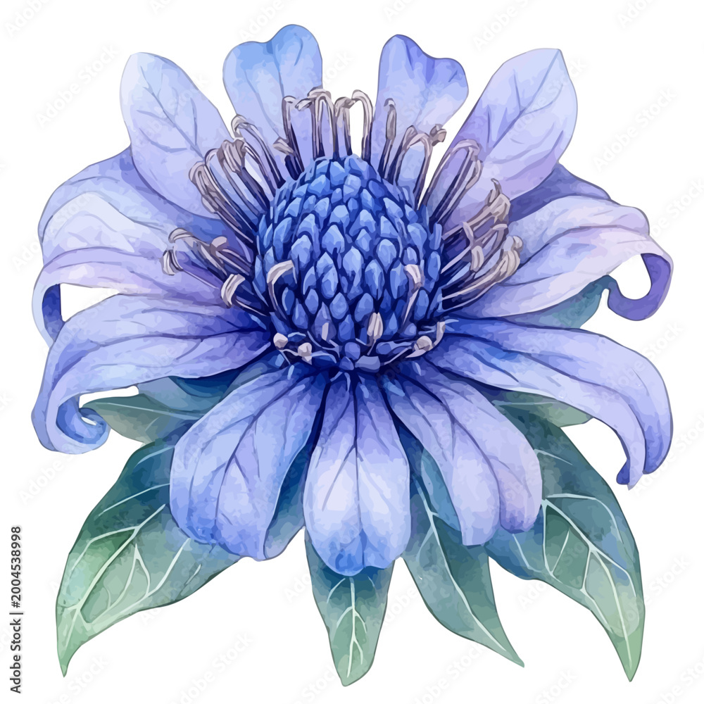 Obraz premium Monarda Flower, watercolor illustration vector, isolated on a white background.