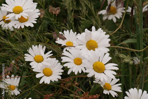 Fotografi Grpupe de marguerites .