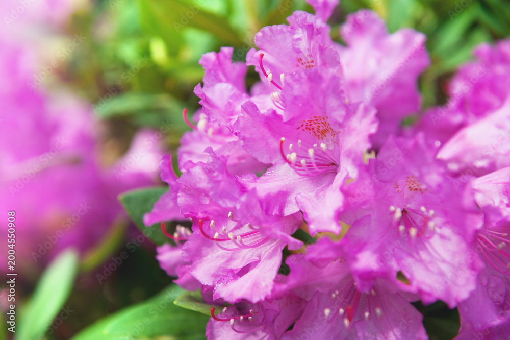 Fototapeta premium Vibrant rhododendron blossoms in spring