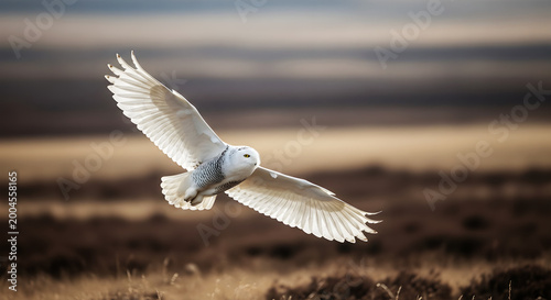 Snowy owl in flight with wings spread over a muted brown landscape bird