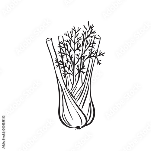 Whimsical hand drawn doodle fennel bulb with fronds line art illustration