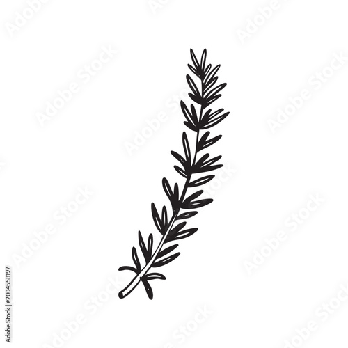 Whimsical hand drawn doodle rosemary sprig line art illustration