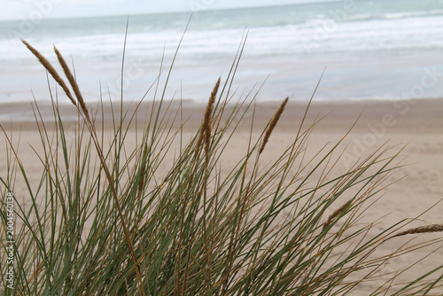 The Grasses of a Sandune at a Large Ocean Sea Beach.