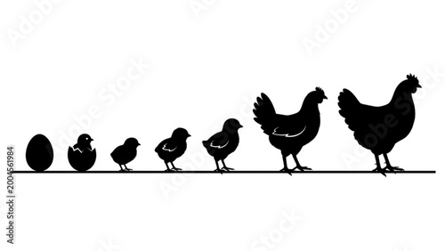 Chicken Growth Stages From Egg to Hen Silhouette Vector
