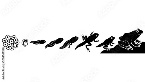 Frog Life Cycle Evolution Stages Silhouette Vector Illustration