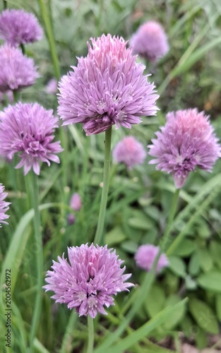 pink chrysanthemum flower